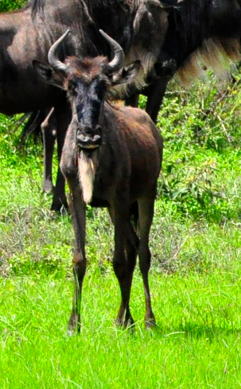 Ngorongoro Crater - Serengeti National Park